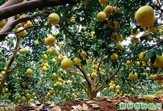 怎么知道沙田柚园是否需要浇水? 怎么知道沙田柚园是否需要浇水?