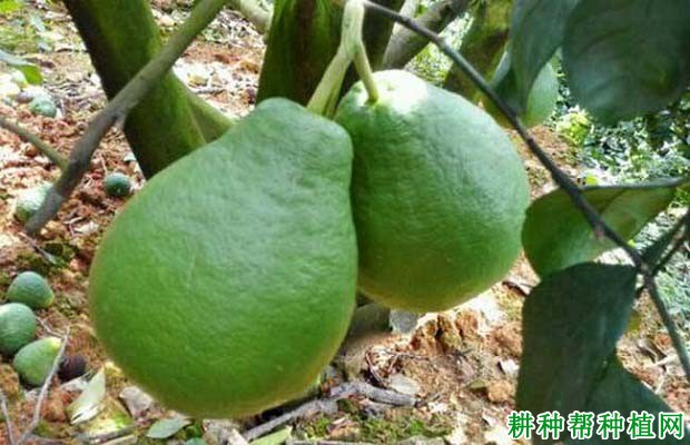 沙田柚什么时候需水量**多? 沙田柚什么时候需水量**多?