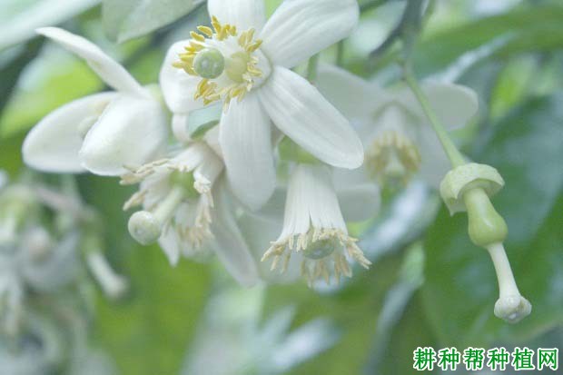 沙田柚什么时候需水量**多? 沙田柚什么时候需水量**多?
