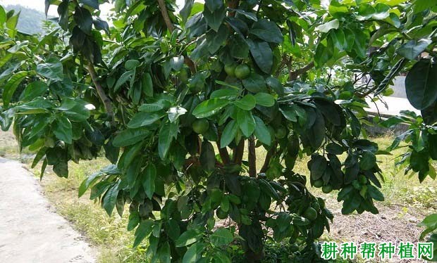 种植沙田柚如何培育结果母枝? 种植沙田柚如何培育结果母枝?