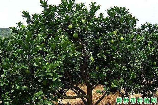 种植沙田柚如何培育结果母枝? 种植沙田柚如何培育结果母枝?