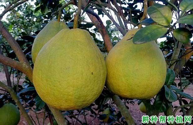 沙田柚的采收为什么不能提早,沙田柚什么时候可以采收? 沙田柚的采收为什么不能提早,沙田柚什么时候可以采收?