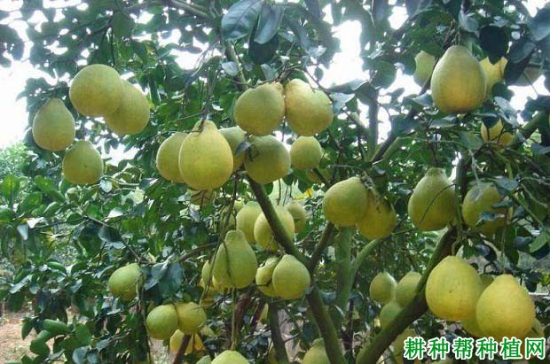 沙田柚结果树怎样施肥,沙田柚每年要施几次肥? 沙田柚结果树怎样施肥,沙田柚每年要施几次肥?