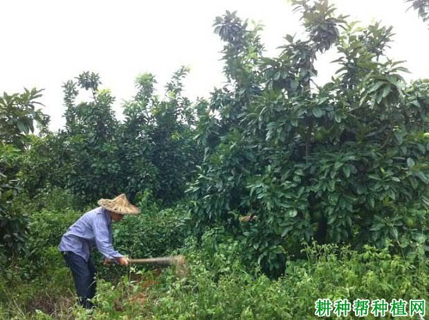 沙田柚结果树怎样施肥,沙田柚每年要施几次肥? 沙田柚结果树怎样施肥,沙田柚每年要施几次肥?