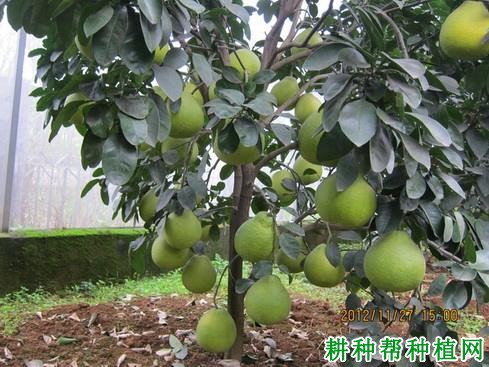 沙田柚在初结果期怎么样管理? 沙田柚在初结果期怎么样管理?