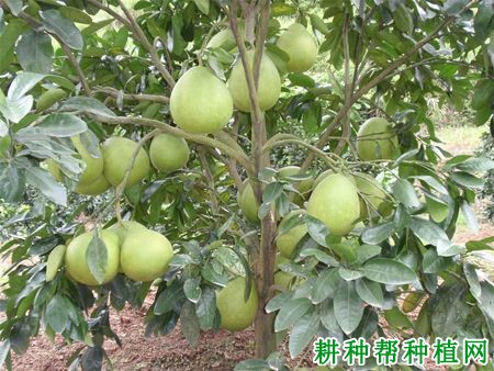 沙田柚在初结果期怎么样管理? 沙田柚在初结果期怎么样管理?