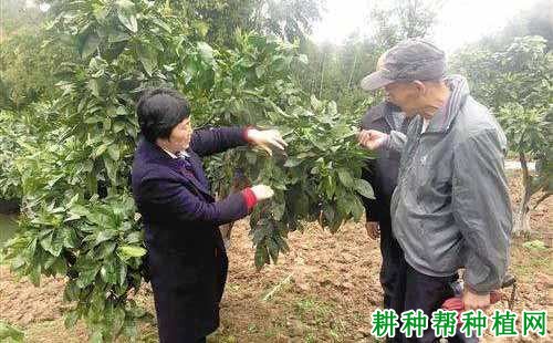 沙田柚树结果后如何疏春梢? 沙田柚树结果后如何疏春梢?