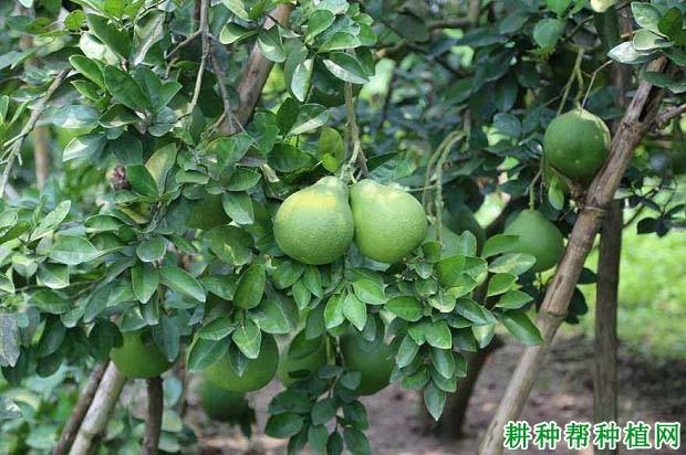 沙田柚苗栽植后如何管理? 沙田柚苗栽植后如何管理?
