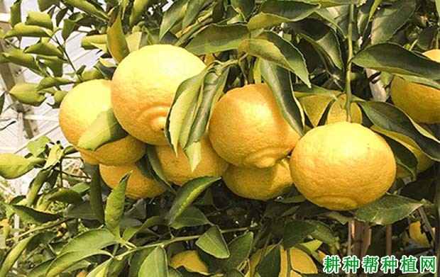 湘南青柑橘品种好不好? 湘南青柑橘品种好不好?