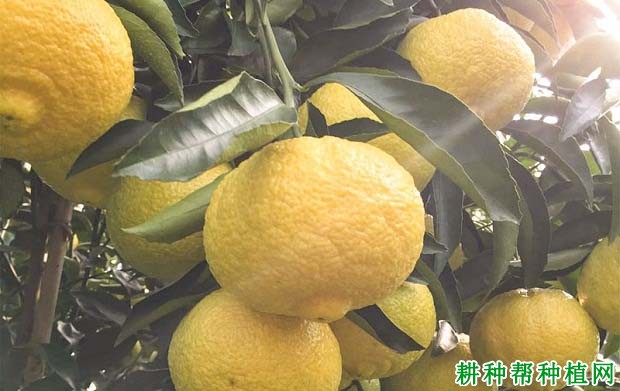 湘南青柑橘品种好不好? 湘南青柑橘品种好不好?