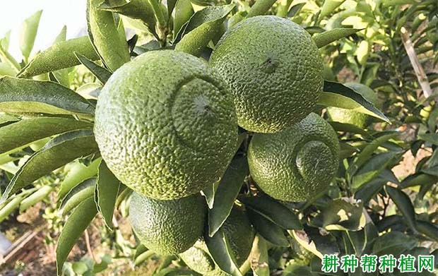 湘南青柑橘品种好不好? 湘南青柑橘品种好不好?