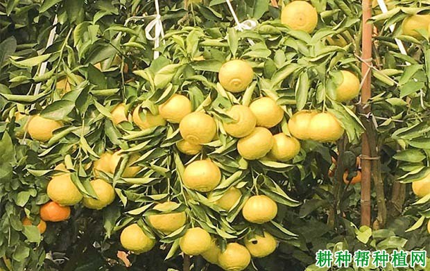 湘南青柑橘品种好不好? 湘南青柑橘品种好不好?