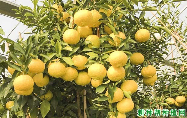 湘南青柑橘品种好不好? 湘南青柑橘品种好不好?
