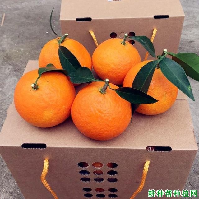 红美人柑橘品种好不好? 红美人柑橘品种好不好?
