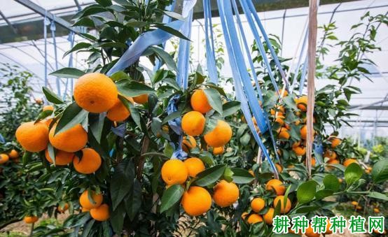 红美人柑橘品种好不好? 红美人柑橘品种好不好?