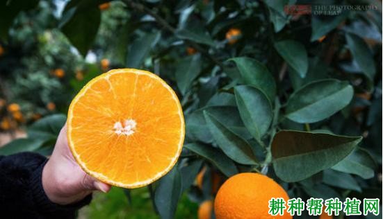 红美人柑橘品种好不好? 红美人柑橘品种好不好?