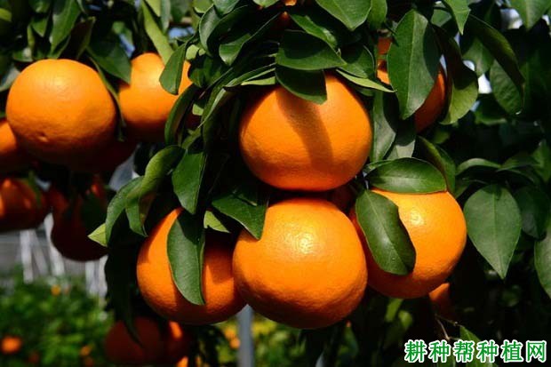 红美人柑橘品种好不好? 红美人柑橘品种好不好?