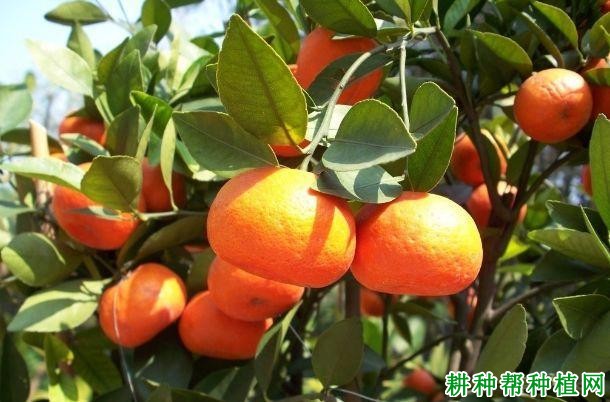 红美人柑橘品种好不好? 红美人柑橘品种好不好?