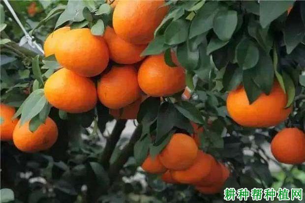 红美人柑橘品种好不好? 红美人柑橘品种好不好?
