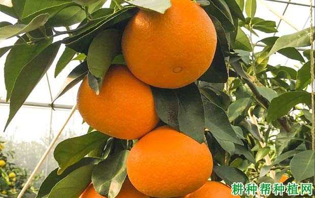 湘南红柑橘品种好不好? 湘南红柑橘品种好不好?