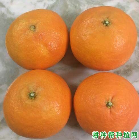湘南红柑橘品种好不好? 湘南红柑橘品种好不好?