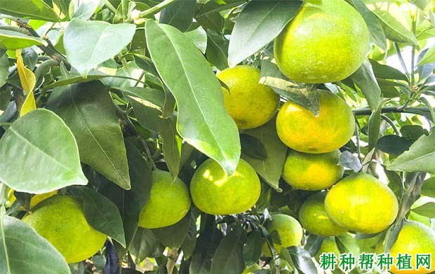湘南红柑橘品种好不好? 湘南红柑橘品种好不好?