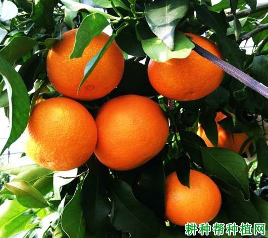 湘南红柑橘品种好不好? 湘南红柑橘品种好不好?
