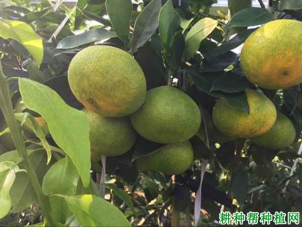湘南红柑橘品种好不好? 湘南红柑橘品种好不好?