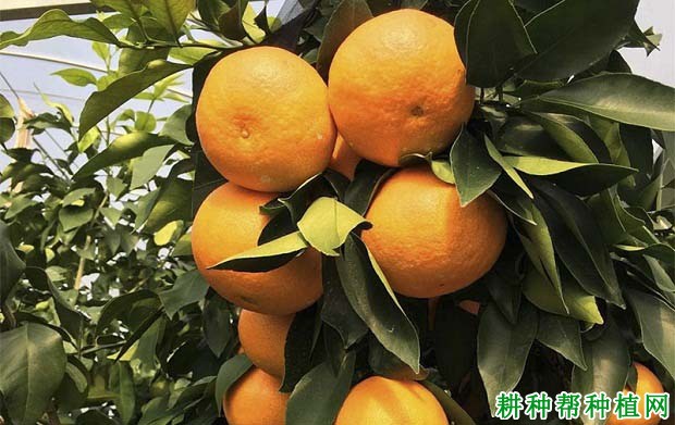 湘南红柑橘品种好不好? 湘南红柑橘品种好不好?