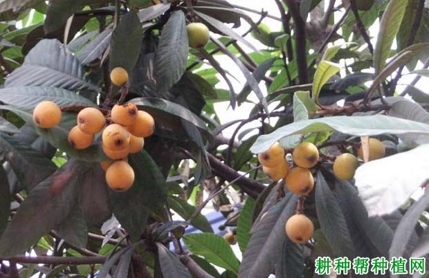 我国什么时候开始种植枇杷? 我国什么时候开始种植枇杷?