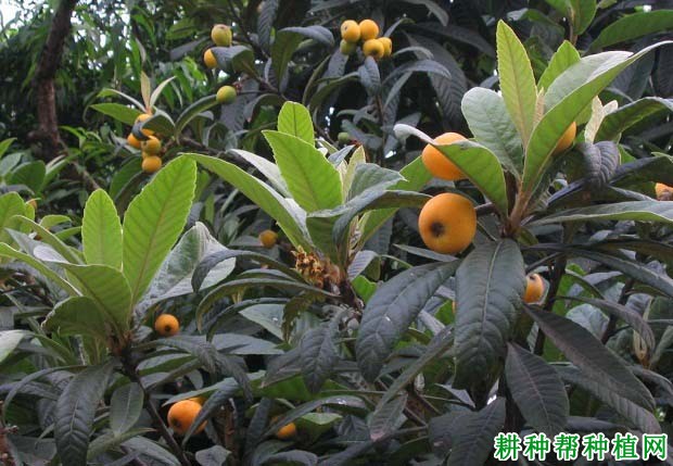 我国什么时候开始种植枇杷? 我国什么时候开始种植枇杷?