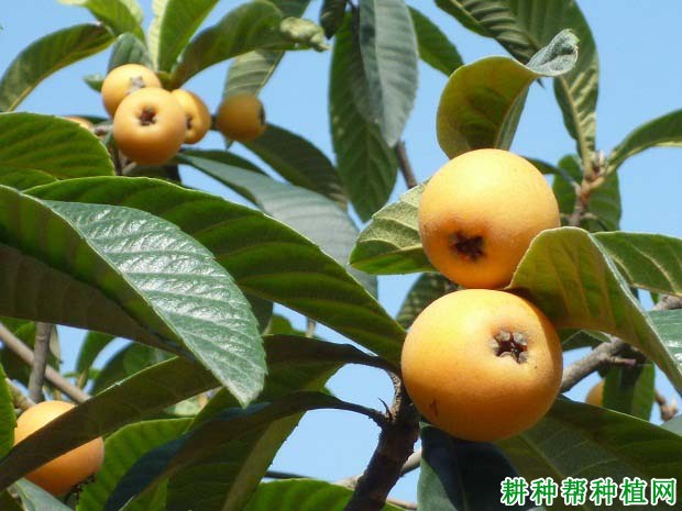 我国什么时候开始种植枇杷? 我国什么时候开始种植枇杷?