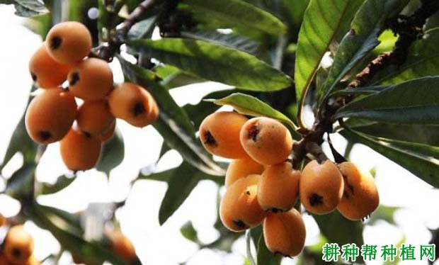 我国什么时候开始种植枇杷? 我国什么时候开始种植枇杷?
