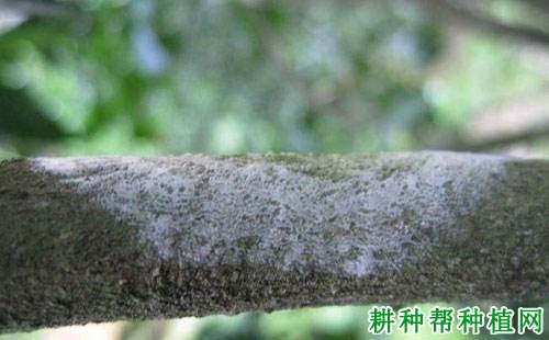 柚子树膏药病有什么症状,用什么药可以防治? 柚子树膏药病有什么症状,用什么药可以防治?