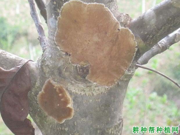 柚子树膏药病有什么症状,用什么药可以防治? 柚子树膏药病有什么症状,用什么药可以防治?