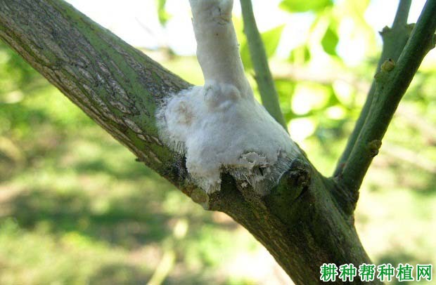 柚子树膏药病有什么症状,用什么药可以防治? 柚子树膏药病有什么症状,用什么药可以防治?