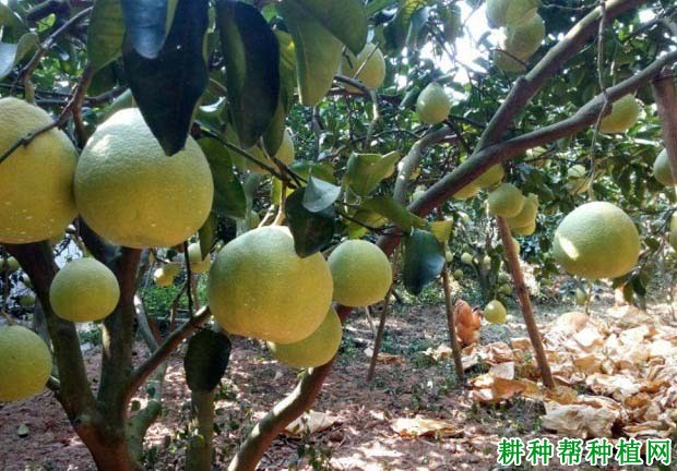 沙田柚冬季如何清园? 沙田柚冬季如何清园?