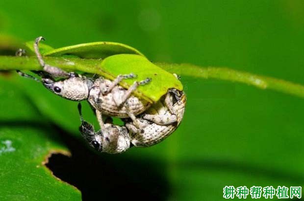 种植柚子树如何防治象鼻虫,有什么**药? 种植柚子树如何防治象鼻虫,有什么**药?