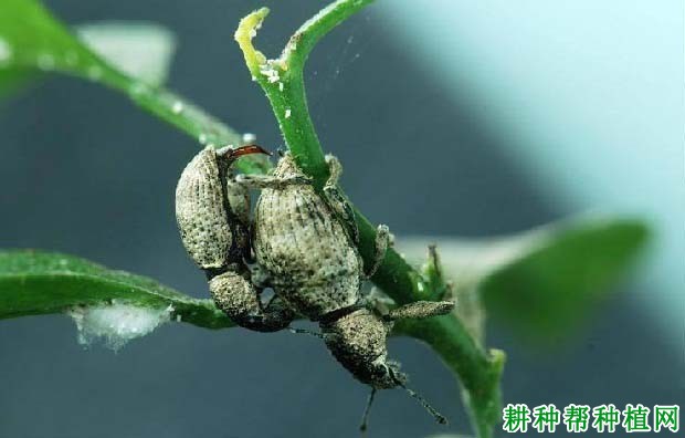 种植柚子树如何防治象鼻虫,有什么**药? 种植柚子树如何防治象鼻虫,有什么**药?