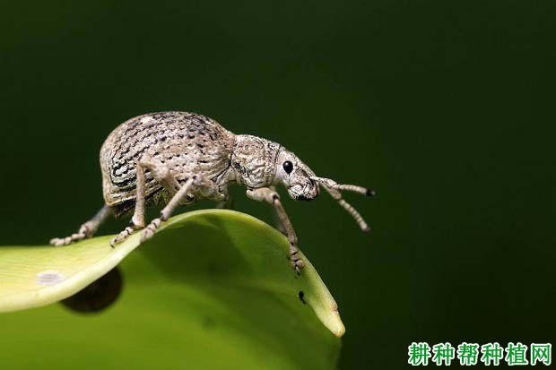 种植柚子树如何防治象鼻虫,有什么**药? 种植柚子树如何防治象鼻虫,有什么**药?