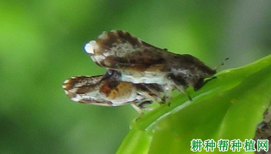 种植柚子树如何防治木虱,有什么**药? 种植柚子树如何防治木虱,有什么**药?