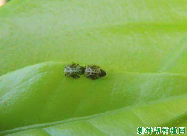种植柚子树如何防治木虱,有什么**药? 种植柚子树如何防治木虱,有什么**药?