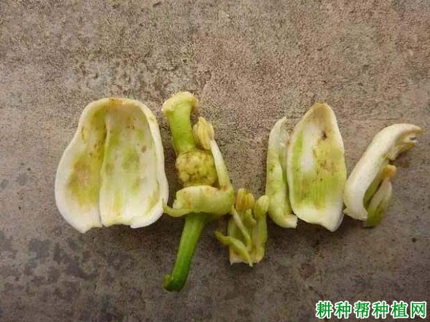 种植柚子树如何防治花蕾蛆,有什么**药? 种植柚子树如何防治花蕾蛆,有什么**药?