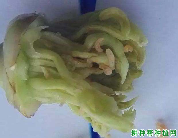 种植柚子树如何防治花蕾蛆,有什么**药? 种植柚子树如何防治花蕾蛆,有什么**药?