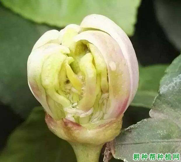 种植柚子树如何防治花蕾蛆,有什么**药? 种植柚子树如何防治花蕾蛆,有什么**药?