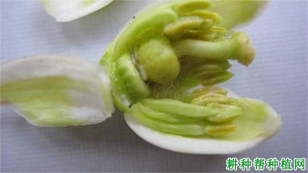种植柚子树如何防治花蕾蛆,有什么**药? 种植柚子树如何防治花蕾蛆,有什么**药?