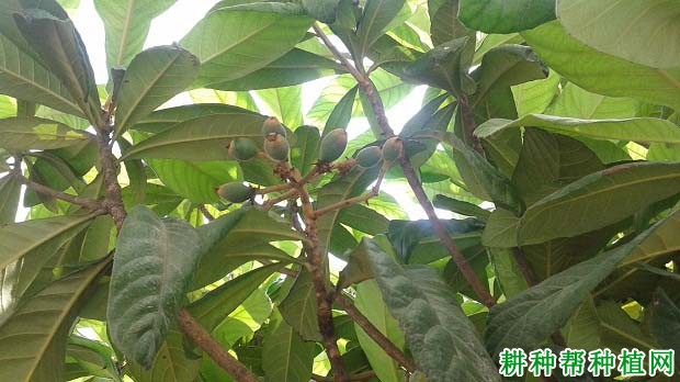 水对枇杷生长起什么作用,什么时候枇杷需要浇水? 水对枇杷生长起什么作用,什么时候枇杷需要浇水?