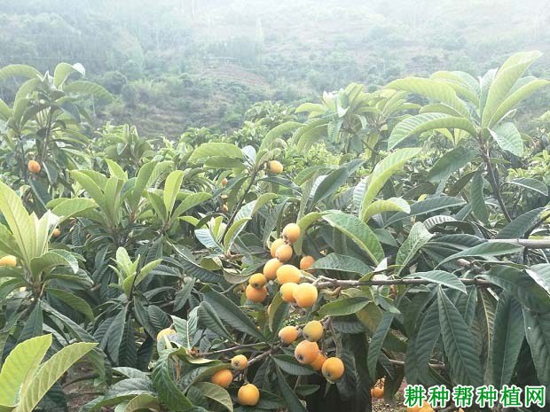 水对枇杷生长起什么作用,什么时候枇杷需要浇水? 水对枇杷生长起什么作用,什么时候枇杷需要浇水?