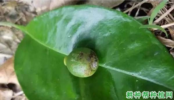 柚子树缺硼有什么症状,如何补救? 柚子树缺硼有什么症状,如何补救?
