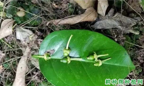 柚子树缺硼有什么症状,如何补救? 柚子树缺硼有什么症状,如何补救?